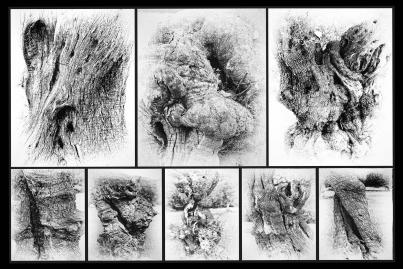 Olivenbäume in Mallorca